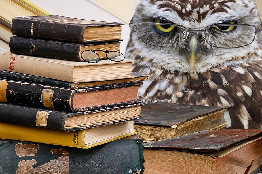 marró, mussol, al costat, pila, llibres, ocell, animal, plomatge, món animal, ploma, factura, saviesa, saber, intel·ligència, pedagogia, educació, aprendre, estudiar, gots, llegir, composició, Photoshop, manipulació d'imatges, rapinyaire, llibre, publicació, vertebrats, un animal, fauna animal, animals a la natura, cap gent, primer pla, centrar-se en primer pla, retrat, a l'interior, àguila, ulls grocs, llibre de text, 4K