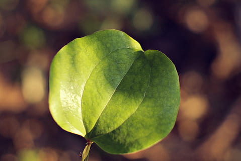 salviette, foglia, partire, concentrarsi sulle conoscenze acquisite, colore verde, avvicinamento, all'aperto, natura, parte vegetale, crescita, pianta, nessuno, bellezza nella natura, freschezza, cibo e bevande, giorno, cibo, messa a fuoco selettiva, mangiare sano, frutta, vulnerabilità, luce del sole, 2K, CC0, dominio pubblico, privo di copyright