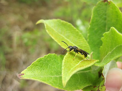 böcek, Yaprak, hoverfly, yeşil, doğa, yapraklar, kapat, bitki bölümü, hayvan temaları, hayvan, hayvan yaban hayatı, omurgasız, yeşil renk, bir hayvan, vahşi hayvanlar, kapatmak, bitki, insansız, gün, açık havada, seçici odak, büyüme, ön plana odaklanmak, hayvan vücut kısmı, 4K, CC0, kamu malı, telif ücretsiz