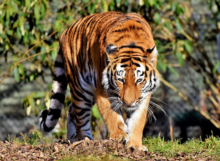 tigre, caminar, verd, planta, gat, depredador, gat salvatge, gat gran, cap de tigre, llengua, perillós, noble, majestuós, món animal, zoo, tierpark hellabrunn, temes d'animals, animal, fauna animal, un animal, mamífer, animals a la natura, felí, vertebrats, centrar-se en primer pla, cap gent, dia, Espècies en perill d'extinció, naturalesa, carnivora, terra, a l'aire lliure, bigotis, 4K