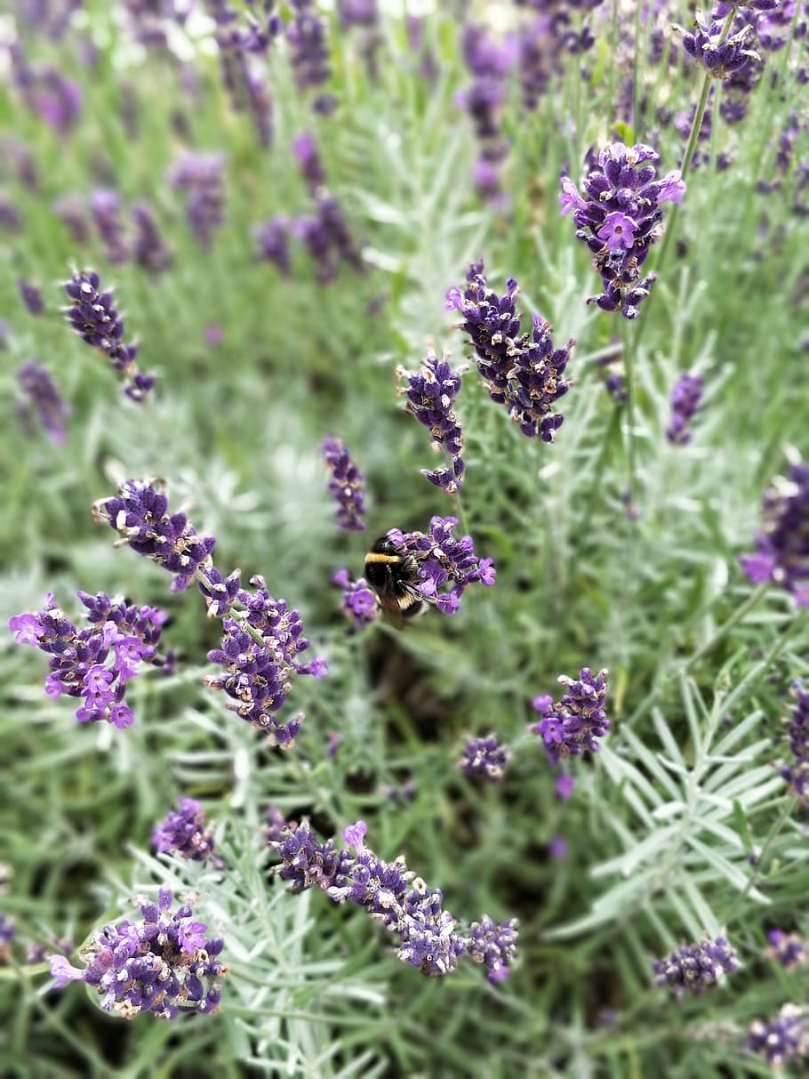 bumble, abella, flor, insecte, naturalesa, Abellot, jardí, planta, espígol, polinització, flora, porpra, verd, pètals, planta amb flors, fragilitat, vulnerabilitat, bellesa a la natura, creixement, frescor, primer pla, cap gent, animals a la natura, invertebrat, pètal, temes d'animals, animal, cap de flor, a l'aire lliure, 4K
