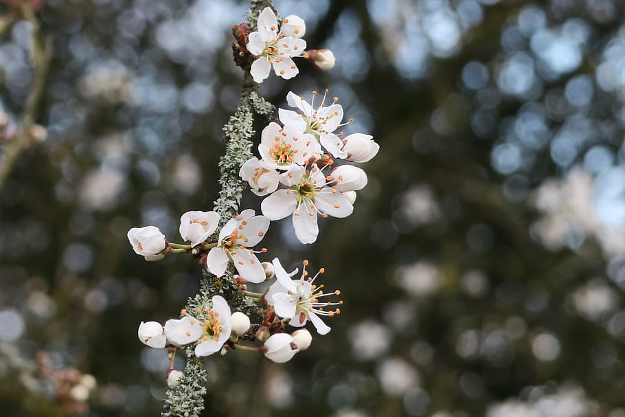 blomstrende træ, forår, blomstring, træ, natur, blomst, blomstrende plante, plante, skrøbelighed, sårbarhed, vækst, friskhed, skønhed i naturen, tæt på, kronblad, blomstre, hvid farve, dag, fokus på forgrunden, ingen mennesker, afdeling, Kvist, blomsterhoved, udendørs, pollen, kirsebær blomst, Kirsebærtræ, 5K