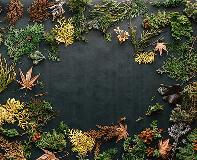 assortit, fulles, negre, tèxtil, fulles variades, superior, flatlay, fullatge, full, arbre, planta, part de la planta, creixement, naturalesa, cap gent, color verd, dia, bellesa a la natura, vista d’angle alt, a l'aire lliure, directament a sobre, color negre, tardor, canvi, primer pla, branca, patró, sec, 4K, CC0, domini públic, lliure de regalies