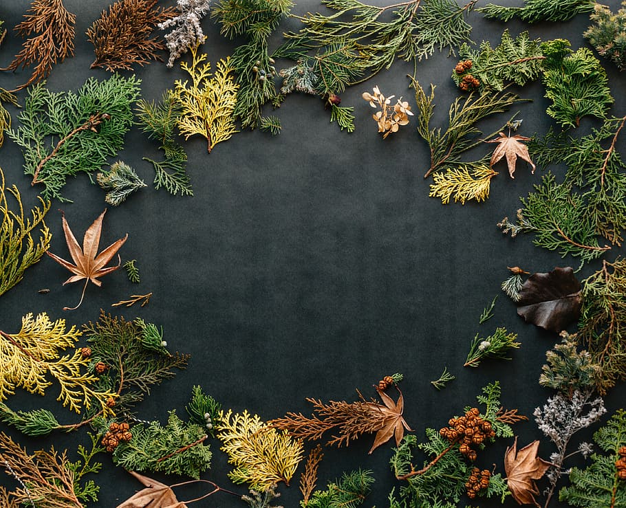 assortit, fulles, negre, tèxtil, fulles variades, superior, flatlay, fullatge, full, arbre, planta, part de la planta, creixement, naturalesa, cap gent, color verd, dia, bellesa a la natura, vista d’angle alt, a l'aire lliure, directament a sobre, color negre, tardor, canvi, primer pla, branca, patró, sec, 4K