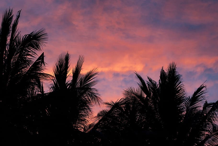 silueta, arbres, ennuvolat, cel, fotografia de silueta, Palmera, arbre, vermell, núvol, platja, posta de sol, sortida del sol, mar, oceà, illa, koh chang, Tailàndia, palmell, núvol - cel, planta, bellesa a la natura, escenics - natura, tranquil·litat, naturalesa, color taronja, escena tranquil·la, cap gent, clima tropical, creixement, cel dramàtic, a l'aire lliure, vespre, escena no urbana, cel romàntic, fulla de palma, 4K