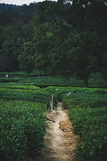 voie brune, chemin, Piste, vert, champ, buisson, plante, croissance, arbre, couleur verte, paysage, terre, beauté dans la nature, tranquillité, la nature, scène tranquille, agriculture, paysages - nature, direction, la voie à suivre, journée, sentier, environnement, scène rurale, surgir, personne, en plein air, plantation, 4K, CC0, domaine public, libre de droits