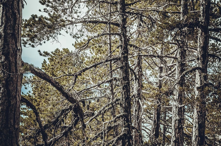 pi, bosc, arbre, viatjar, vista, pi, bosc, terreny, muntanya, a l'aire lliure, paisatge, llum solar, ningú, verd, to, tonificat, flora, fullatge, tronc, tronc de l'arbre, vell, boira, dia, cap gent, naturalesa, planta, creixement, terra, tranquil·litat, branca, bellesa a la natura, cel, vista d’angle baix, escena tranquil·la, escena no urbana, escenics - natura, bambú - planta, copa de l'arbre, 4K