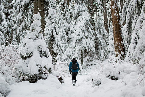 persona, a piedi, la neve, circondato, alberi, foto, foresta, uomo, zaino, inverno, escursione, Seattle, Nord Ovest, pacifica nw, freddo, albero, ottimo nw, le racchette da neve, escursioni a piedi, temperatura fredda, attività di svago, retrovisore, persone reali, una persona, bellezza nella natura, stili di vita, terra, lunghezza intera, giorno, pianta, natura, Colore bianco, vestiti caldi, all'aperto, tempo estremo, 5K, CC0, dominio pubblico, privo di copyright