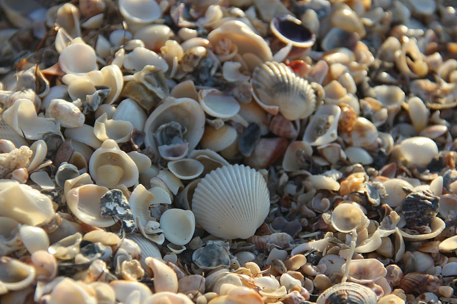 shell, mar, Strand, tekstur, hav, under vann, natur, dyr, sjøliv, sand, bakgrunn, stor gruppe gjenstander, skjell, overflod, nærbilde, dyreliv, dyreskall, ingen folk, dag, land, naturlig mønster, skjønnhet i naturen, vann, dyr i naturen, valg, marine, utendørs, småstein, 5K