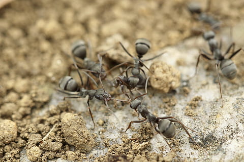 ants, group work, insects, ant, nature, insect, close-up, macro, animal, animals in the wild, animal themes, no people, animal wildlife, group of animals, day, land, large group of animals, plant, selective focus, outdoors, high angle view, invertebrate, dry, focus on foreground, arid climate, 2K, CC0, public domain, royalty free
