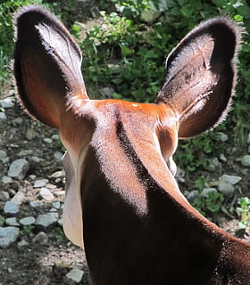 Okapi, ører, hoved, hals, dyr, Zoo, pattedyr, leder, giraffid artiodactyl, Afrika, pels, dyre temaer, et dyr, dyr kropsdel, dyreliv, tæt på, hvirveldyr, dag, ingen mennesker, dyr i naturen, husdyr, Brun, natur, dyr hoved, jord, hjort, Mark, fokus på forgrunden, planteædende, dyr øre, dyrehalsen, 1080P, CC0, offentligt domæne, royaltyfrie