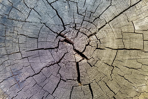 lemn lut crapat, structura, model, Rau, uscat, lemn, disc din lemn, hack, natură, copac, pădure, trib, inele, vârste, crăpat, cadru complet, texturată, latra, arbore copac, fundaluri, inel de copac, modelul natural, a închide, lemn - material, nici o persoana, zi, trunchi de copac, plantă, trompă, concentric, stare brută, în aer liber, texturat efect, rumegus, 5K, CC0, domeniu public, fără drepturi de autor