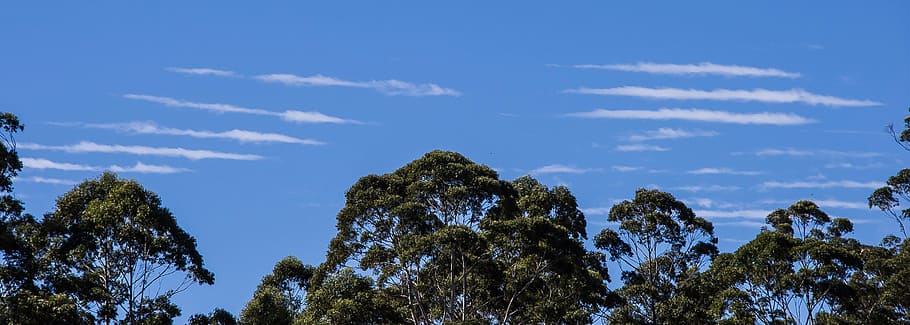 Wolken, Weiß, Blau, linear, Linien, Wetter, Himmel, Australien, Horizont, Bäume, Baum, Pflanze, Natur, Szenen - Natur, keine Leute, wolke - himmel, draußen, Schönheit in der Natur, Tag, Flachwinkelansicht, Landschaft, Umgebung, Panorama-, Berg, Ruhe, Land, Hintergründe, Nicht-städtische Szene, Kiefer, Bergrücken, 5K