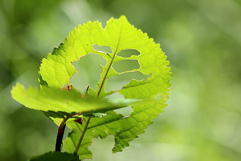 blad, tre, grønn, larve, natur, spise, grønn farge, anlegg, plante del, vekst, skjønnhet i naturen, nærbilde, fokusere på forgrunnen, ingen folk, dag, utendørs, miljø, friskhet, selektiv fokusering, blomst, mat og Drikke, mat, sårbarhet, 5K, CC0, offentlig domene, opphavsrett gratis