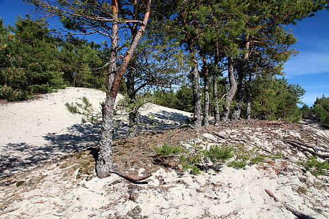 hutan pinus, pasir, pohon, pinus, pohon jenis konifera, pemandangan, musim panas, hutan jenis konifera, ludah curonian, alam, pantai, air, di luar rumah, tidak ada orang, hutan, hari, menanam, ketenangan, adegan yang tenang, tanah, pertumbuhan, sinar matahari, keindahan di alam, langit, scenics - alam, lingkungan Hidup, adegan non-urban, bidang, terpencil, 2K, CC0, domain publik, bebas royalti