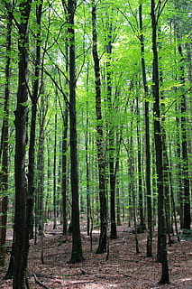 Skov, træer, bayersk skov, træ, plante, jord, træstamme, bagagerum, ro, vækst, skønhed i naturen, rolig scene, natur, ingen mennesker, grøn farve, dag, scenics - natur, overflod, ikke-urbane scene, udendørs, miljø, bambus - plante, 5K, CC0, offentligt domæne, royaltyfrie