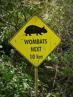 Wombats, Wombat, Schild, Hinweis, Zeichen, Straßenschild, Warnschild, Kommunikation, Text, Gelb, westliche Schrift, Pflanze, Natur, Information, keine Leute, Baum, Hinweisschild, Sicherheit, Beratung, Tag, Land, Wachstum, Großbuchstabe, draußen, Botschaft, 4K, CC0, gemeinfrei, lizenzfrei