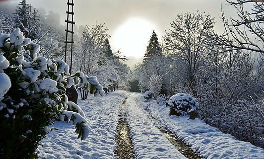 Camí, neu, cevennes, sol, hivern, temperatura de fred, arbre, planta, naturalesa, cobertura, cap gent, cel, el camí a seguir, direcció, dia, terra, escenics - natura, bellesa a la natura, Color blanc, congelat, sendera, creixement, perspectiva decreixent, a l'aire lliure, 4K, CC0, domini públic, lliure de regalies