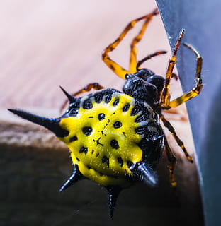 edderkop, arachnid, insekt, tæt, gul, eksotisk, tropisk, dyreliv, dyr i naturen, hvirvelløse, et dyr, dyre temaer, dyr, tæt på, ingen mennesker, natur, fokus på forgrunden, dag, dyr kropsdel, dyr antenne, selektiv fokusering, skønhed i naturen, hveps, udendørs, bi, dyr ben, dyr øje, 2K, CC0, offentligt domæne, royaltyfrie