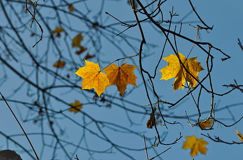 poc profund, focalitzar la fotografia, maple, fulles, full, llum solar, caure, tardor, branques, branca, naturalesa, fulla d'auró, taronja, or, cel, blau, de colors, arbre, part de la planta, canvi, groc, planta, vista d’angle baix, cap gent, primer pla, dia, centrar-se en primer pla, bellesa a la natura, creixement, a l'aire lliure, col·lecció de tardor, condició natural, 4K, CC0, domini públic, lliure de regalies