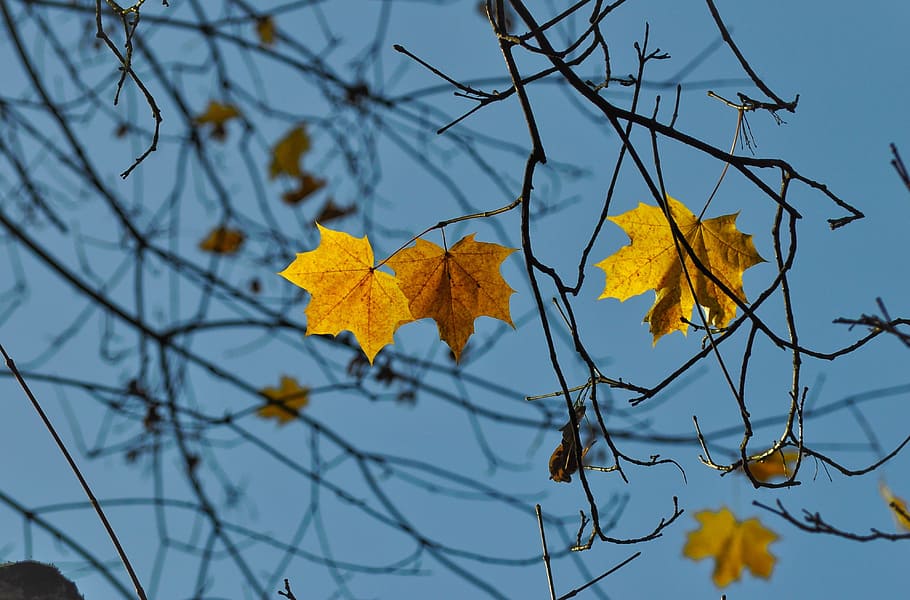 poc profund, focalitzar la fotografia, maple, fulles, full, llum solar, caure, tardor, branques, branca, naturalesa, fulla d'auró, taronja, or, cel, blau, de colors, arbre, part de la planta, canvi, groc, planta, vista d’angle baix, cap gent, primer pla, dia, centrar-se en primer pla, bellesa a la natura, creixement, a l'aire lliure, col·lecció de tardor, condició natural, 4K