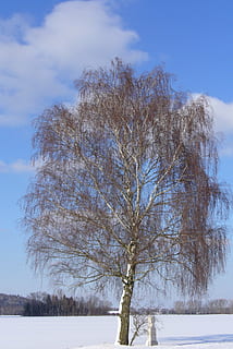 zimowy, śnieg, drzewo, Natura, zimno - temperatura, na dworze, niebo, krajobraz, mróz, zimna temperatura, roślina, piękno natury, nagie drzewo, scenics - natura, wylądować, spokój, spokojna scena, Oddział, środowisko, żadnych ludzi, mrożony, pole, zimno, 2K, CC0, domena publiczna, darmowe zdjęcia