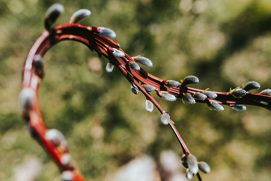 early spring garden, Early spring, spring garden, garden, plants, spring, hoe, gardening, watering can, seedling, cultivation, nature, outdoors, barbed Wire, close-up, no people, day, focus on foreground, red, selective focus, metal, plant, sunlight, growth, twig, branch, multi colored, high angle view, land, beauty in nature, wire, field, 5K