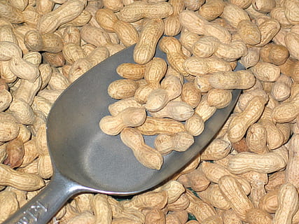 Erdnüsse, Weihnachten, Nüsse, Hintergrund, Advent, Weihnachtsdekoration, Nikolaus, Dekoration, Snack, Erdnüsse knacken, Riss, Ferien, Weihnachtsmann, Weihnachtszeit, Weihnachtsmotiv, Fröhliche Weihnachten, Dezember, Heiligabend, Winter, Supermarkt, Lebensmittel, Essen, gesund, Essen und Trinken, Küchenutensilien, Frische, High Angle View, Stillleben, gesundes Essen, keine Leute, Nuss, drinnen, Löffel, Wohlbefinden, große gruppe von gegenständen, Nahansicht, braun, Fülle, Nuss - Essen, Essgeschirr, Haushaltsausstattung, direkt darüber, 1080P, CC0, gemeinfrei, lizenzfrei