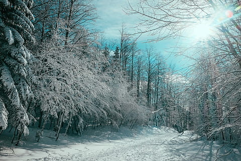 nua, arbres, coberta, neu, marchit, arbre, cobert, hivern, bosc, nevat, cobert de neu, fred, Camí, gelades, cel, pistes, festa, fuji, x70, fujifilm x70, temperatura de fred, planta, naturalesa, bellesa a la natura, tranquil·litat, terra, cap gent, congelat, cobertura, dia, escenics - natura, paisatge, medi ambient, escena tranquil·la, arbre nu, a l'aire lliure, treelined, pi, vent de neu, 4K, CC0, domini públic, lliure de regalies
