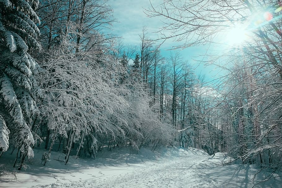 nua, arbres, coberta, neu, marchit, arbre, cobert, hivern, bosc, nevat, cobert de neu, fred, Camí, gelades, cel, pistes, festa, fuji, x70, fujifilm x70, temperatura de fred, planta, naturalesa, bellesa a la natura, tranquil·litat, terra, cap gent, congelat, cobertura, dia, escenics - natura, paisatge, medi ambient, escena tranquil·la, arbre nu, a l'aire lliure, treelined, pi, vent de neu, 4K