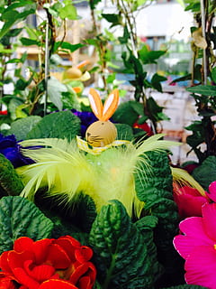 hare, påske, Påske hare, forår, blomster, blomstrende plante, plante, blomst, friskhed, tæt på, kronblad, skønhed i naturen, sårbarhed, blomsterhoved, skrøbelighed, blomsterstand, fokus på forgrunden, natur, ingen mennesker, grøn farve, vækst, plante del, blad, dag, dekoration, blomster arrangement, buket, 2K, CC0, offentligt domæne, royaltyfrie