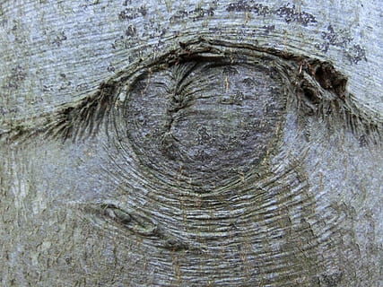 albero, ramo, abbaiare, avvicinamento, nessuno, strutturato, animale, tronco d'albero, un animale, tronco, giorno, fotogramma intero, sfondi, fauna selvatica, all'aperto, temi animali, animali allo stato selvatico, natura, parte del corpo animale, ruvido, occhio, modello, testa di animale, occhio animale, 4K, CC0, dominio pubblico, privo di copyright