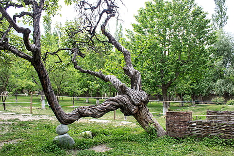 arbre, verd, estrany, bonic, naturalesa, a l'aire lliure, color verd, parc - l'home va fer espai, herba, planta, branca, Parc Central, primavera, dia, cap gent, creixement, tronc de l'arbre, parc, tronc, tranquil·litat, terra, material de fusta, camp, bellesa a la natura, cel, 5K, CC0, domini públic, lliure de regalies