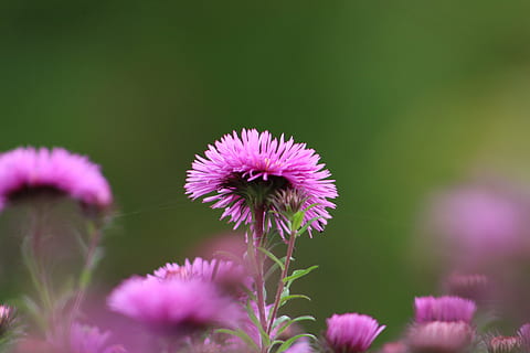 blomst, aster, flor, blomstrende plante, friskhed, plante, skrøbelighed, sårbarhed, skønhed i naturen, blomsterhoved, blomsterstand, tæt på, vækst, lilla, kronblad, tidsel, selektiv fokusering, natur, ingen mennesker, lyserød farve, fokus på forgrunden, plantestamme, forår, udendørs, bestøvning, 5K, CC0, offentligt domæne, royaltyfrie