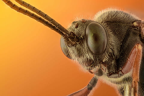 fotografia de tret macro, volar, macro, insecte, error, groc, naturalesa, animal, fauna, tropical, primer pla extrem, primer pla, fons de colors, un animal, tir de l'estudi, ull d’animals, temes d'animals, cap d’animals, part del cos dels animals, ull, antena animal, part del cos, invertebrat, ala dels animals, cap gent, zoologia, fauna animal, ampliació, petit, fons taronja, boca d’animals, 4K, CC0, domini públic, lliure de regalies
