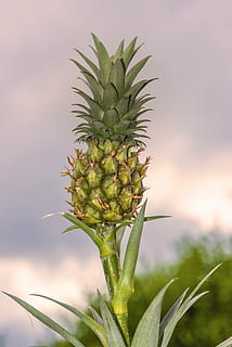 mini pinya, pinya, pla, menjar, tropical, fruita, petit, nadó, dolç, fons, naturalesa, verd, exòtic, saludable, frisch, créixer, estiu, dekoratiiv, dieta, deliciós, postres, crua, botànica, Hawaii, saborós, snack gourmet, madur, planta, color verd, frescor, menjar i beguda, creixement, alimentació saludable, bellesa a la natura, centrar-se en primer pla, cap gent, primer pla, fruita tropical, full, part de la planta, benestar, camp, arbre, picant, plantació, 5K, CC0, domini públic, lliure de regalies