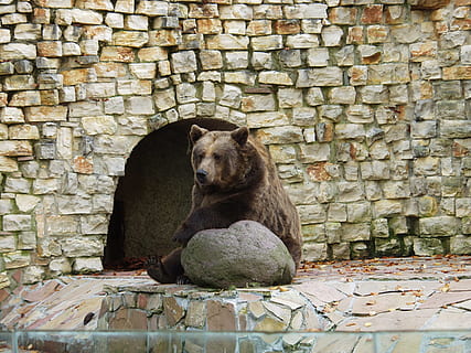 Braunbär, Raubtier, sitzen, Wand, Steine, Zoo, Säugetier, Tier, entspannt, gemütlich, ein Tier, Wandbau - Funktion, Sitzung, solide, Steinwand, Tierwelt, keine Leute, Bär, Wirbeltier, Tag, Wegschauen, Tiere in freier Wildbahn, die Architektur, gebaute Struktur, Backstein, 2K, CC0, gemeinfrei, lizenzfrei