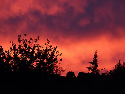 cielo, tramonto, nuvole, rosso, ultimi bagliori, silhouette, nuvola - cielo, bellezza nella natura, albero, pianta, scenics - natura, natura, la tranquillità, scena tranquilla, nessuno, colore arancione, cielo drammatico, all'aperto, scena non urbana, crescita, Inquadratura dal basso, idilliaco, architettura, cielo romantico, viola, 4K, CC0, dominio pubblico, privo di copyright