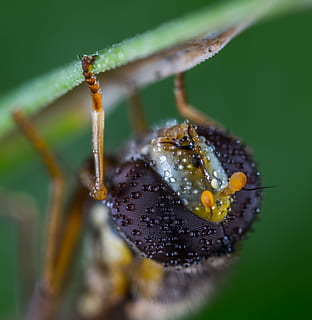 gorzalka, fly, macro, portrait, facet, rosa, droplets, one animal, insect, invertebrate, animal themes, close-up, animal wildlife, animals in the wild, animal, selective focus, no people, nature, day, leaf, green color, beauty in nature, plant part, plant, animal body part, focus on foreground, outdoors, animal leg, dew, 4K, CC0, public domain, royalty free