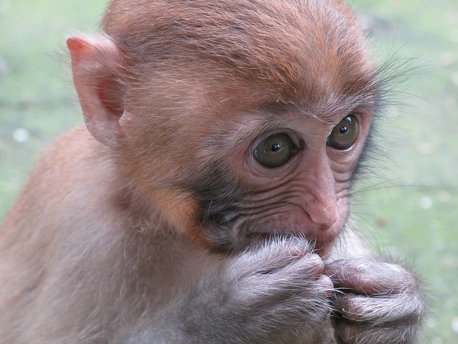 mico, macaque, animal, primats, primat, fauna animal, mamífer, animals a la natura, un animal, primer pla, vertebrats, retrat, part del cos dels animals, centrar-se en primer pla, cap gent, bonic, dia, mirant la càmera, a l'aire lliure, ull d’animals, família d’animals, 4K