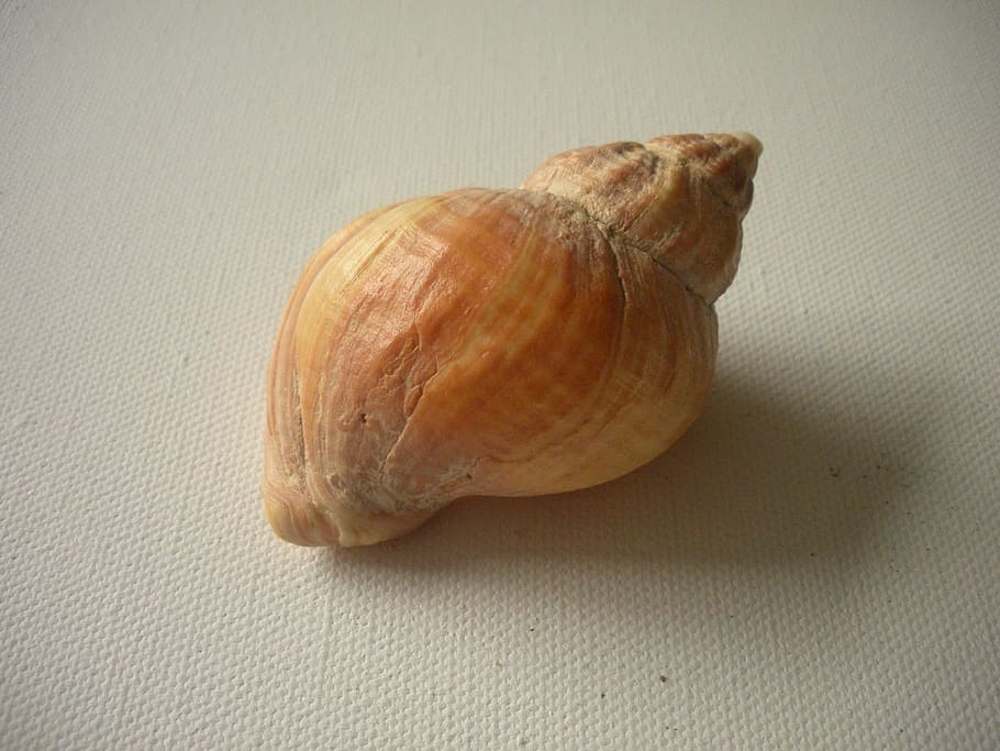 closca de mar marró, petxina de mar, shell, petxina de platja, macro, whelk, closca de cargol, univalve, mol·lusc, cargol, marró clar, espiral, primer pla, la vida marina, vida marina, menjar i beguda, menjar, frescor, alimentació saludable, benestar, natura morta, a l'interior, cap gent, taula, sol objecte, vegetals, vista d’angle alt, ingredient, espècia, tir de l'estudi, aliments crus, textura, dia, directament a sobre, 2K
