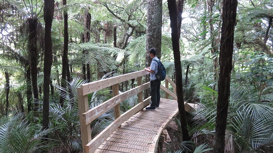 persona, fusta, pont, envoltat, arbres, aventura, noi, medi ambient, fullatge, sendera, bosc, verd, paio, jungla, paisatge, fulles, masculí, home, naturalesa, a l'aire lliure, plantes, de peu, viatjar, viatger, tropical, troncs, pont de fusta, tanca de fusta, boscos, arbre, planta, una persona, persones reals, terra, material de fusta, activitat d'oci, estils de vida, homes, home jove, adult jove, longitud completa, tronc de l'arbre, dia, creixement, mascles, tronc, passarel·la, 2K