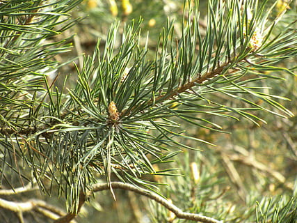 pijnboom, boom, naald-, naaldboom, grenen kas, takken, zon, licht, bomen, Bos, de lente, fabriek, groei, groene kleur, dennenboom, natuur, detailopname, schoonheid in de natuur, geen mensen, dag, focus op de voorgrond, Pinaceae, tak, buitenshuis, blad, zonlicht, naald - plantdeel, kalmte, deel van de plant, 4K, CC0, publiek domein, royaltyvrij