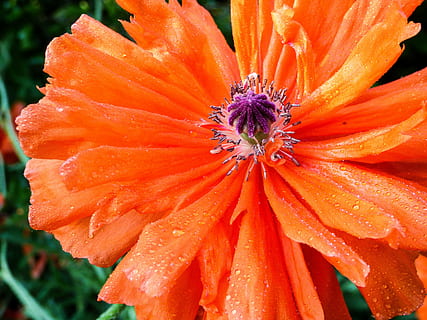 forår, blomst, valmue, forårsbloem, orange, rød, kronblad, dug, rød vallmo, eng blomst, vild, blomsterhave, natur, blomstrende plante, blomsterhoved, plante, skrøbelighed, friskhed, blomsterstand, sårbarhed, tæt på, skønhed i naturen, vækst, orange farve, pollen, dråbe, våd, vand, ingen mennesker, regndråbe, 4K, CC0, offentligt domæne, royaltyfrie