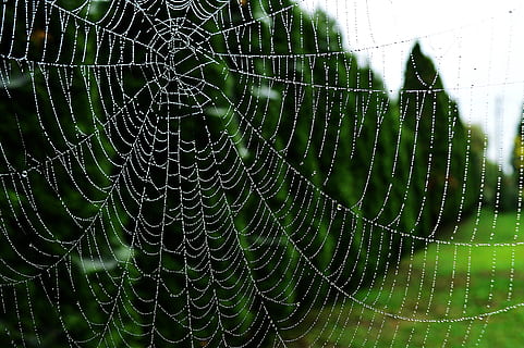 web, gotas de rocío, amanecer, Rocío, gotas, soltar, naturaleza, goteo, Solo agrega agua, telaraña, fragilidad, de cerca, centrarse en primer plano, nadie, araña, patrón natural, mojado, agua, vulnerabilidad, animal, belleza en la naturaleza, día, complejidad, temas de animales, modelo, al aire libre, lluvia, gota de agua, 5K, CC0, dominio público, libre de derechos