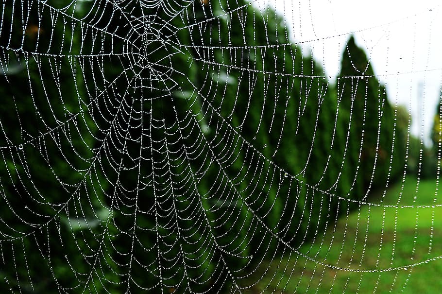 web, kapky rosy, svítání, rosa, kapky, pokles, Příroda, odkapávat, stačí přidat vodu, pavoučí síť, křehkost, detail, zaměřit se na popředí, nikdo, pavouk, přírodní vzor, mokré, voda, zranitelnost, zvíře, krása v přírodě, den, složitost, zvířat, vzor, venku, déšť, dešťová kapka, 5K