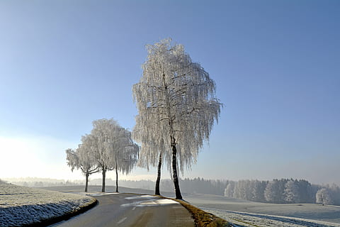 gebogen betonnen weg, winters, winter, bomen, Morgentau, rijp, natuur, humeur, landschap, zon, blauwe lucht, hemel, gedeeltelijk bewolkt, mist, mistig, weg, weide, boom, vervoer, buitenshuis, geen mensen, koude temperatuur, dag, kale boom, sneeuw, schoonheid in de natuur, fabriek, heldere lucht, kalmte, rustige scène, land-, niet-stedelijke scène, scenics - natuur, milieu, treelined, 5K, CC0, publiek domein, royaltyvrij