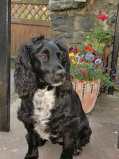 cane, cocker, spaniel, carina, razza, di razza, amico, migliore, ritratto, compagno, contento, adorabile, animale domestico, cagnetto, un animale, animali domestici, mammifero, domestico, canino, vertebrato, colore nero, giorno, guardando la fotocamera, nessuno, architettura, pianta fiorita, fiore, 4K, CC0, dominio pubblico, privo di copyright