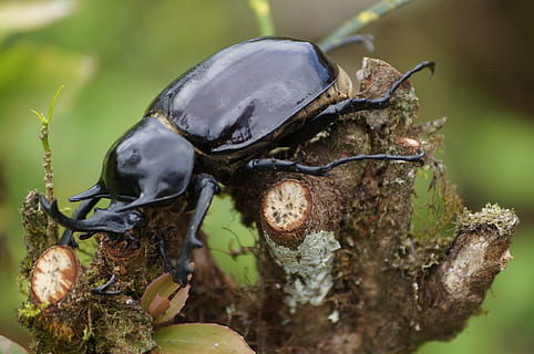 Chyba, zvířat, les, hmyz, Příroda, brouk, zvíře, volně žijících živočichů, detail, nosorožec, scarab brouk, bezobratlý, makro, rohatý, členovců, zvířata ve volné přírodě, jednoho zvířete, nikdo, den, zaměřit se na popředí, venku, strom, rostlina, voda, plná délka, jídlo, část těla zvířete, 4K, CC0, veřejná doména, bez autorských práv