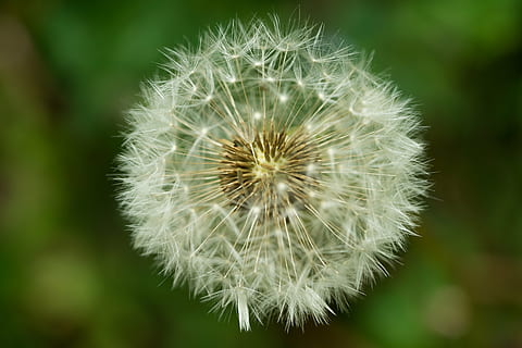 dente de leão, sementes, macro, Primavera, flor, planta com flores, fragilidade, frescura, vulnerabilidade, fechar-se, beleza na natureza, inflorescência, focar em primeiro plano, plantar, cabeça de flor, ninguém, cor branca, natureza, crescimento, suavidade, semente de dente de leão, dia, ao ar livre, 5K, CC0, domínio público, royalty free